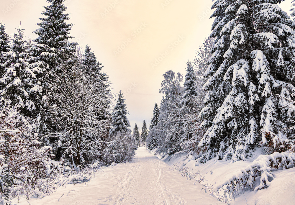 Obraz premium Winter