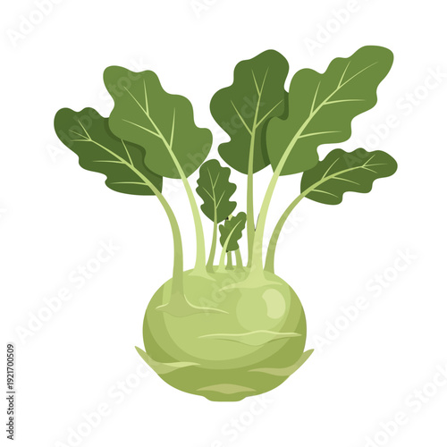 Fresh green kohlrabi with leafy stems illustration.
