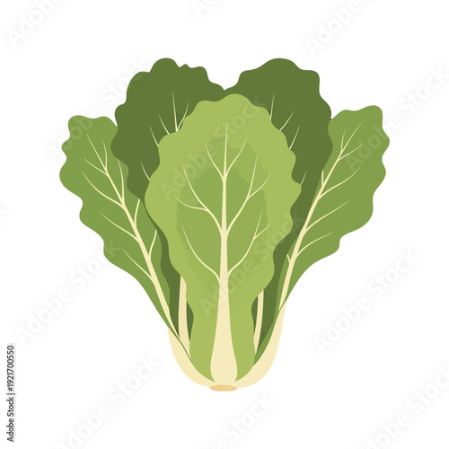 Fresh bok choy illustration of leafy green vegetable.