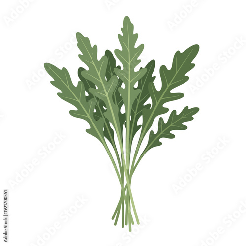 Fresh bundle of arugula leaves with vibrant green appearance.