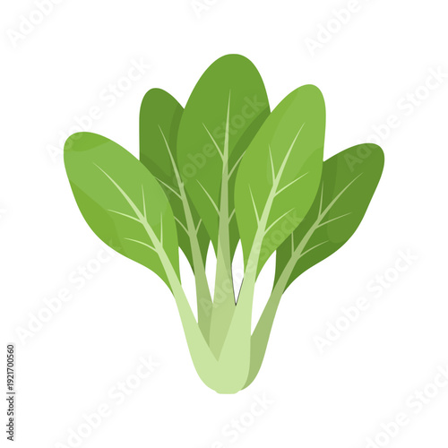 Fresh bok choy leafy green vegetable illustration for food and cooking.