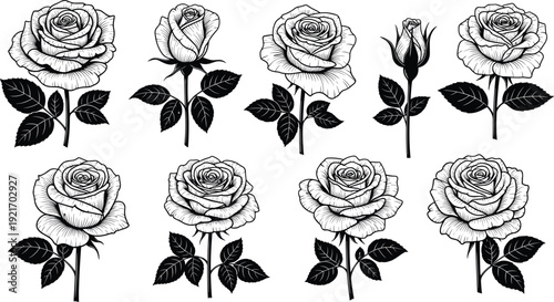 Beautiful hand drawn rose flower collection with elegant blooming roses and buds isolated on white background for wedding decoration and floral vector illustration design set.