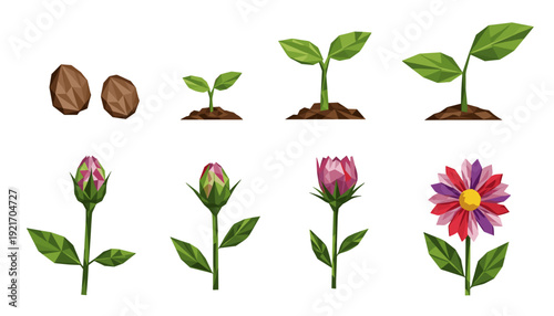 Complete plant life cycle concept detailing seed germination, sprout development, and the beautiful, transformative process to a vibrant, bloomed flower