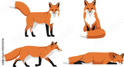 Fox Poses Vector Illustration Set with Standing Sitting Walking and Sleeping Wild Animal Characters Nature Flat Design