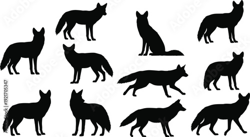 Fox silhouette collection, wild animal vector, sitting fox, walking fox, standing fox, wildlife illustration, nature design, black silhouette art