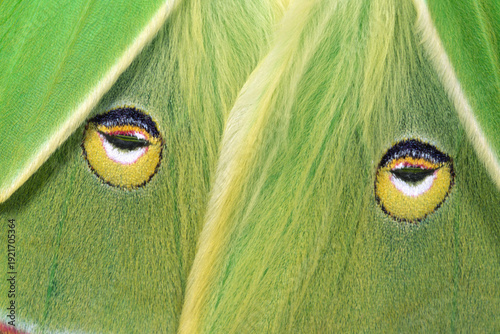 Luna moth (Actias luna) eye-spot coloration and scales.