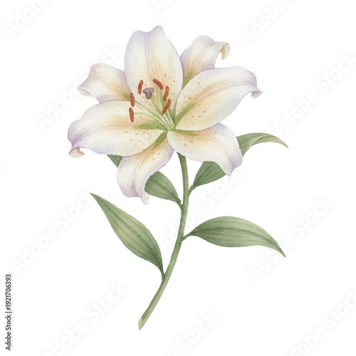 白いカサブランカの水彩イラスト｜上品な百合の一輪フラワー素材
