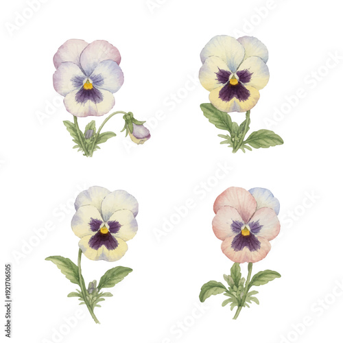水彩パンジー4種セット｜春のやさしい花イラスト素材