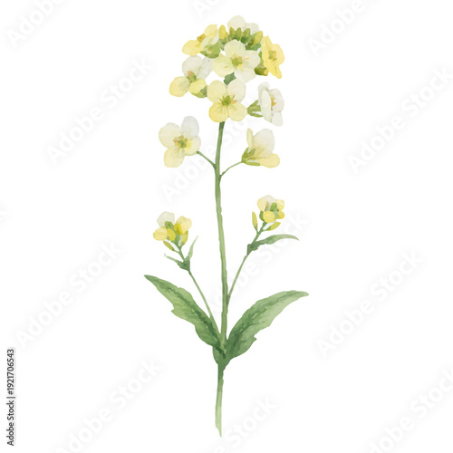 菜の花の水彩イラスト（春の花・ナチュラルな植物素材）