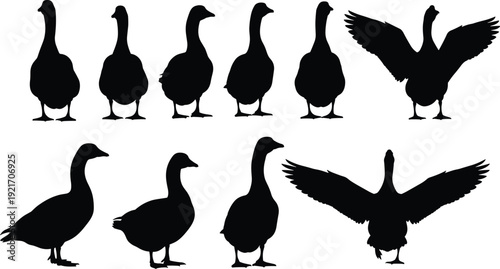 Black silhouettes of domestic geese and farm birds in various poses including standing walking and spreading wings isolated on white background for vector design