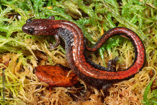 Canvas Print Redback salamander (Plethodon cinereus)
