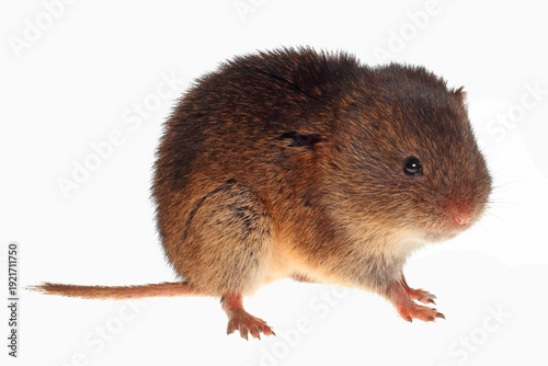 Meadow vole, Microtus pennsylvanicus, on white background.
