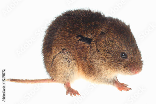 Slika na platnu Meadow vole, Microtus pennsylvanicus, on white background.