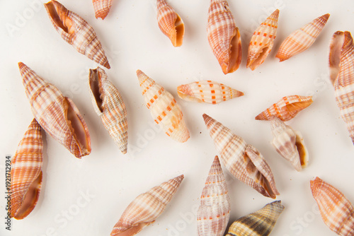 Photos A collection of diverse, small Mitra (miter) seashells featuring intricate spiral patterns and vibrant striped colors in orange, brown, and pink tones