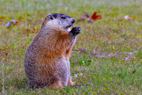 Φωτογραφία Woodchuck, Marmota monax, eating an acorn.