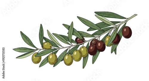 Detailed illustration of an olive branch bearing both green and ripe black olives, representing peace and natural food.