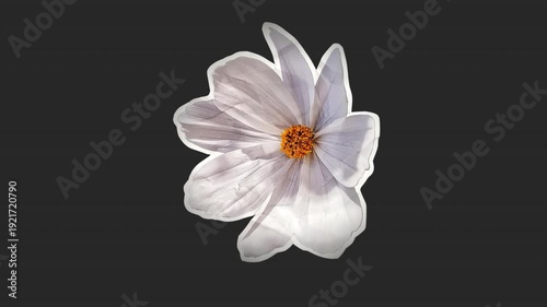 A drag and drop overlay of a stop motion style flat paper flower that folds outwards to settle in place as if unfolding from creased crunched up paper.
