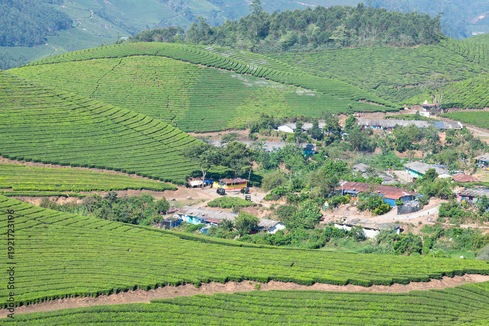 Naklejka premium Tea growing area Munnar, plantation and village in India, landscape with fields in Kerala, Nilgiri hills , agriculture of Camellia Sansis plant