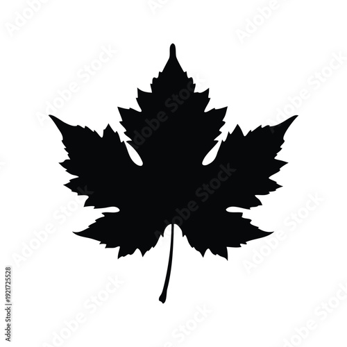 sycamore leaf silhouette vector illustration, The silhouette vector illustration of a maple leaf design showcasing its intricate details