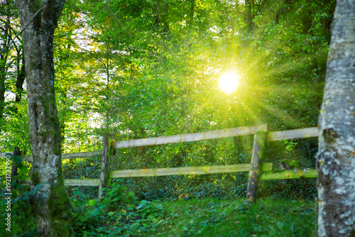 Summer forest with green trees and warm sun light.