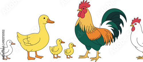 Cute farm poultry cartoon vector set with duck ducklings rooster and hen isolated illustration