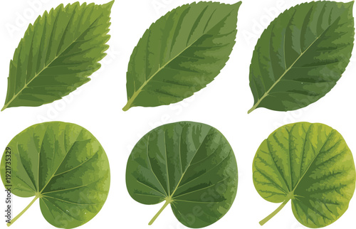Realistic Green Leaf Vector Set  Detailed Veins and Botanical Foliage