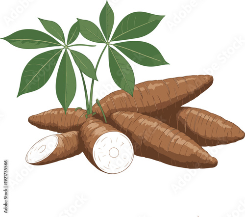 Fresh Cassava Root Vector Set  Tropical Vegetable with Green Leaves
