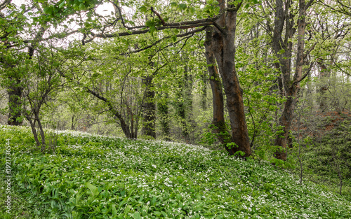 Springtime walk through woodland along the Trent and Mersey canal, Chehsire, UK
