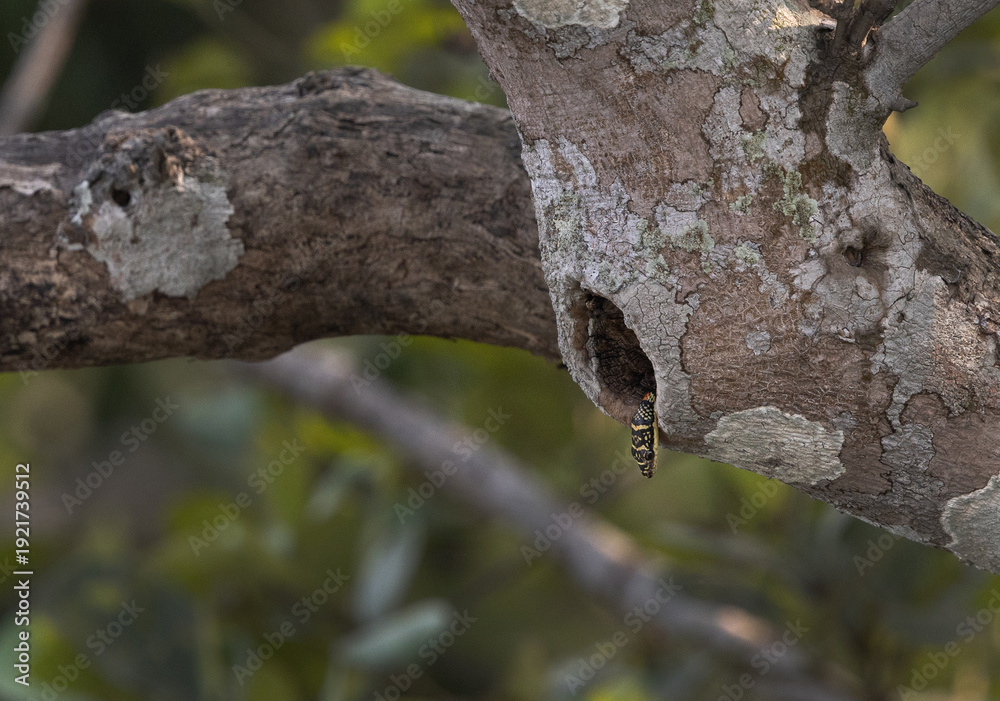 Obraz premium Ornate Flying Snake in tree hollow at Sundarban tiger reserve, India
