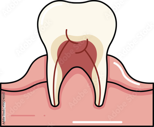 Tooth Root