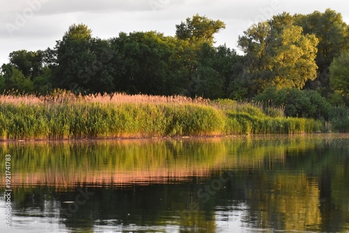 Landscape with lake, trees and reeds in the foreground