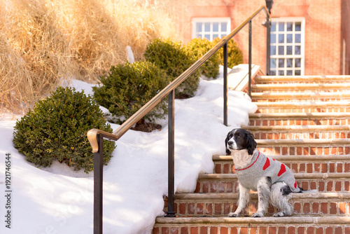 Εκτύπωση καμβά cute springer spaniel  in heart sweater sitting on sunny brick steps near snowba