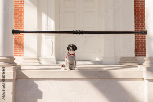 cute springer spaniel in sweater sitting by white doorway and marble wall