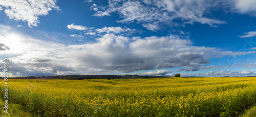 Panoramaaufnahme eines gelbblühenden Rapsfeldes mit schönem Wolkenhimmel.