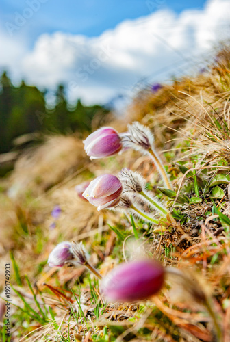 Küchenschelle in einer Bergwiese in den Alpen