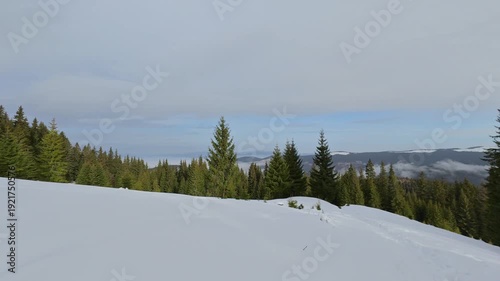 Winter Spruce Forest in the Carpathian Mountains