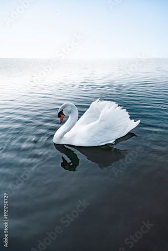 Weißer schwan in einem blauen See