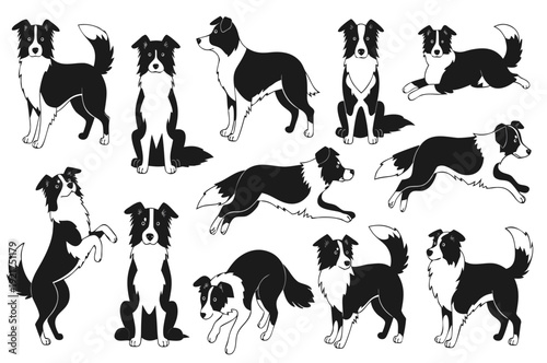 Border collie dog vector set with playful pet characters in running sitting and jumping poses for breed logo design
