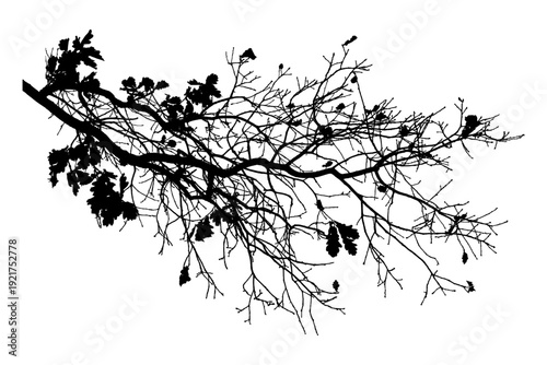 Vector illustration of natural oak tree branch with leaves
