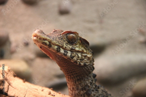 A Cuvier's dwarf caiman at a local zoo