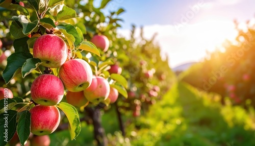 Red apples hanging on tree fresh fruit harvest vibrant apples growing on branch natural orchard scene