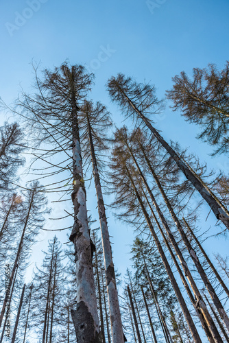 Borkenkäferbefall  im Thüringer Wald in Deutschland