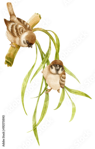 Tableau sur toile Sparrow birds composition Watercolor illustration