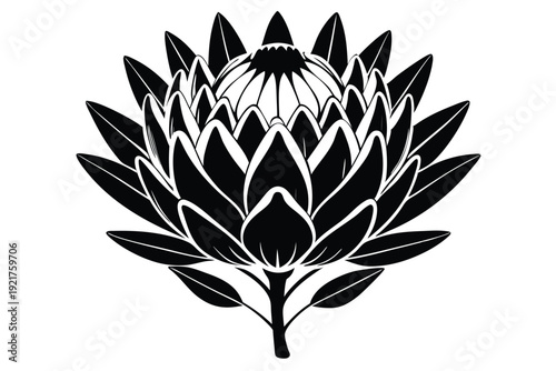 protea silhouette line art vector illustration