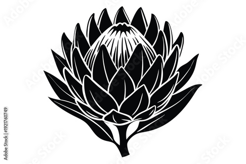 protea silhouette line art vector illustration