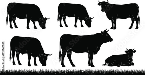 Collection of black cow silhouettes in various poses, farm livestock vector illustration set isolated on white background