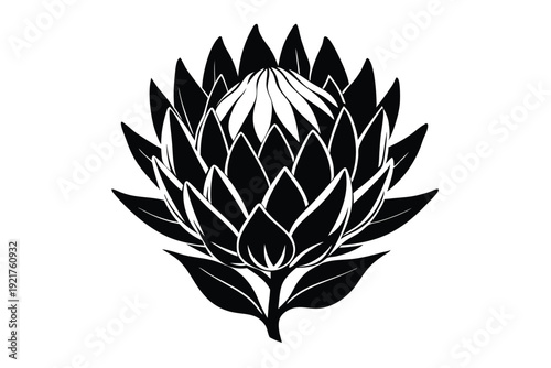 protea silhouette line art vector illustration