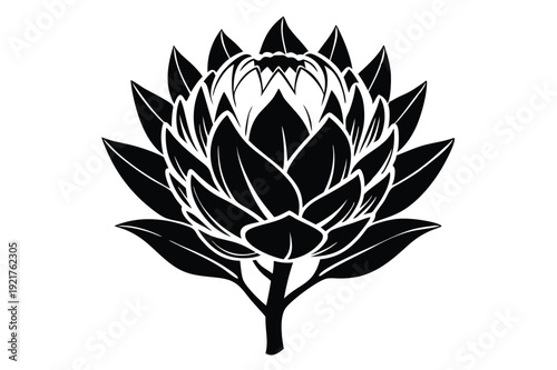 protea silhouette line art vector illustration