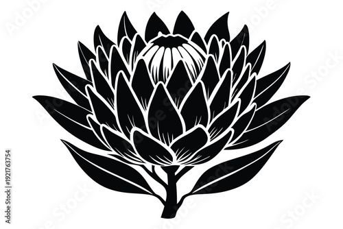 protea silhouette line art vector illustration