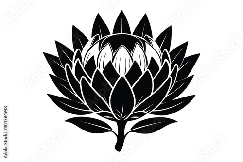protea silhouette line art vector illustration